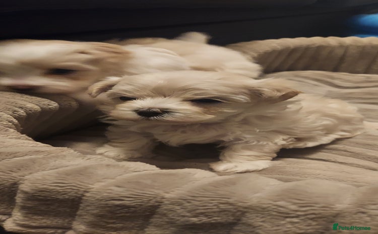 Maltipoo dogs - Advert 1