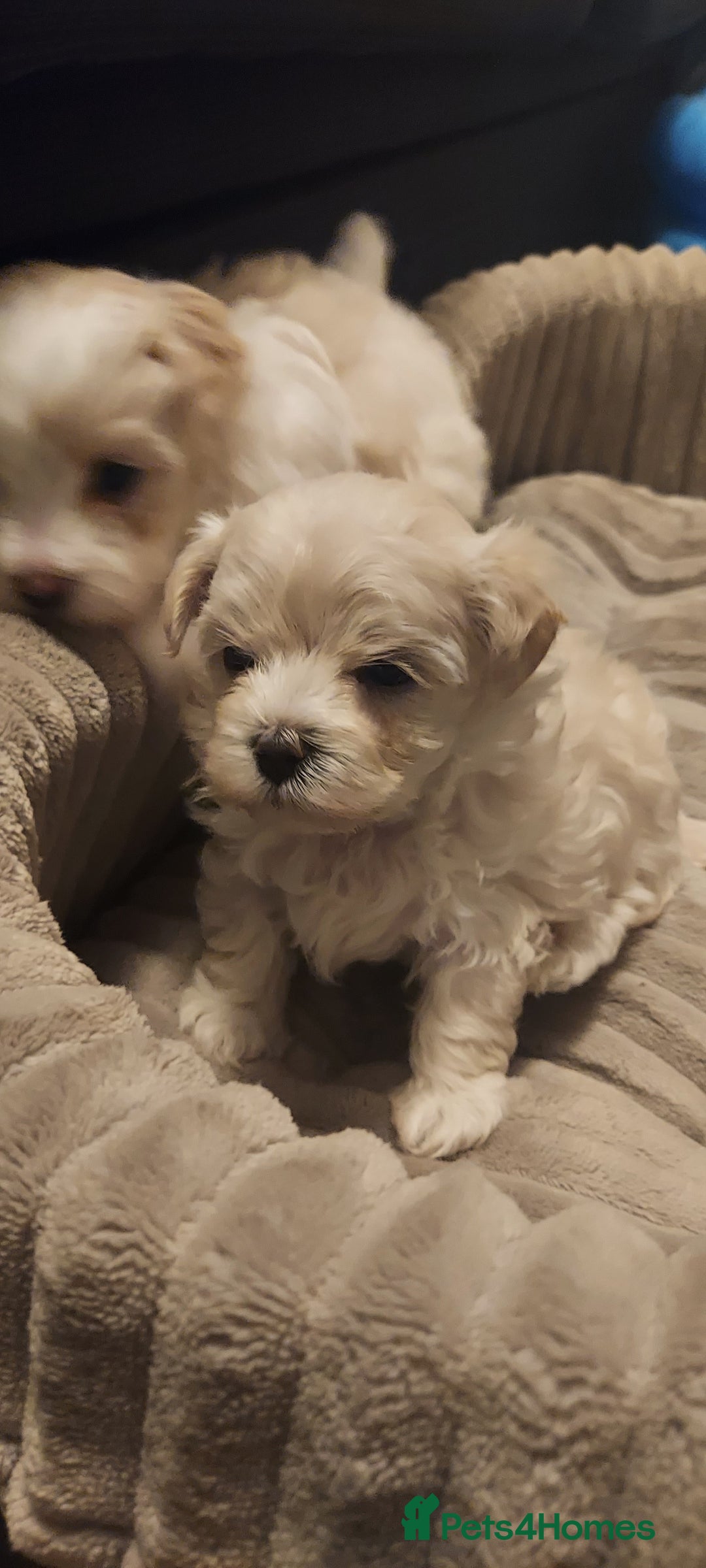 Maltipoo dogs for sale: Asian Teddy Toy Maltipoos  - Image 11