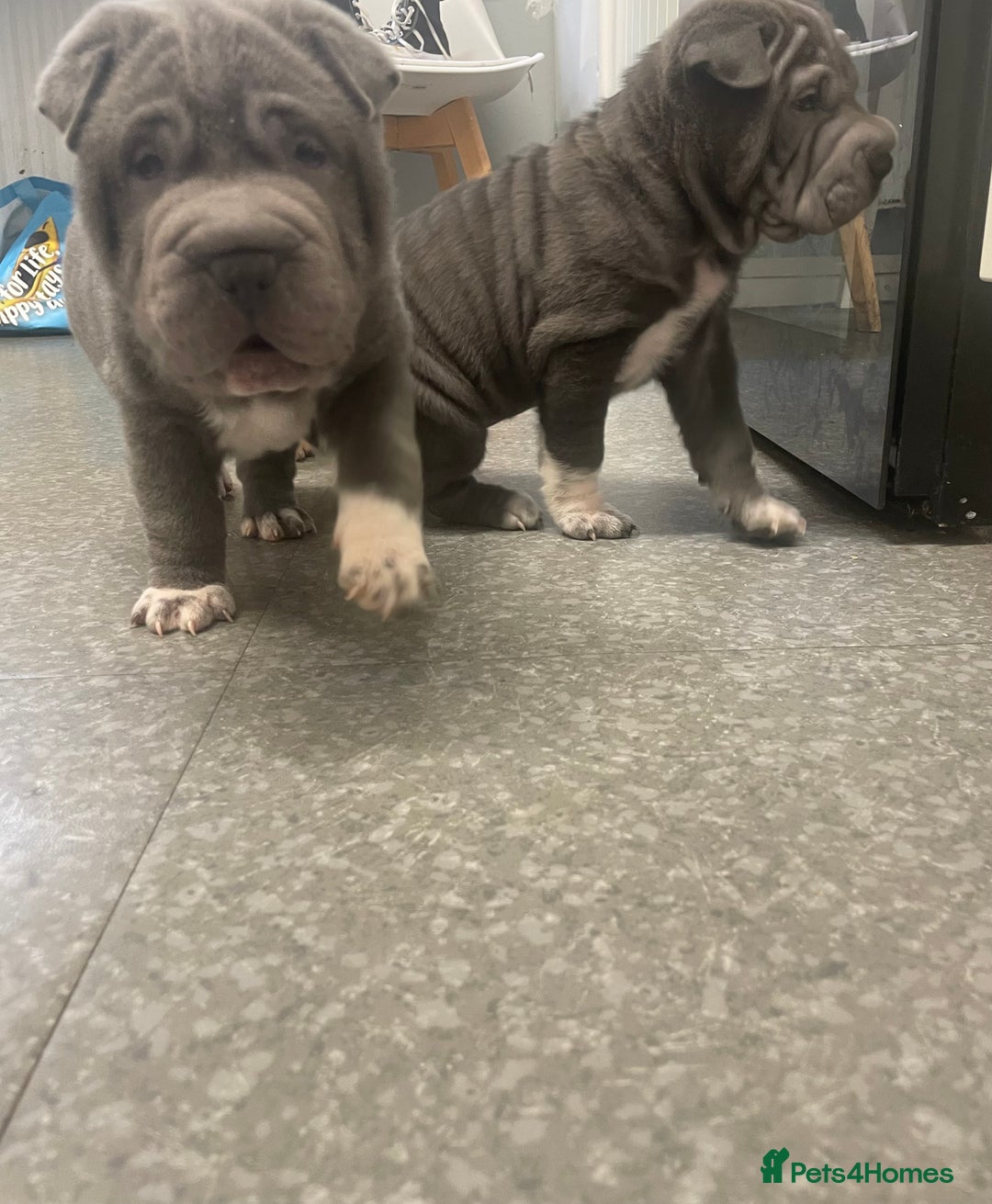 Shar Pei dogs for sale: Shar pei - Image 4