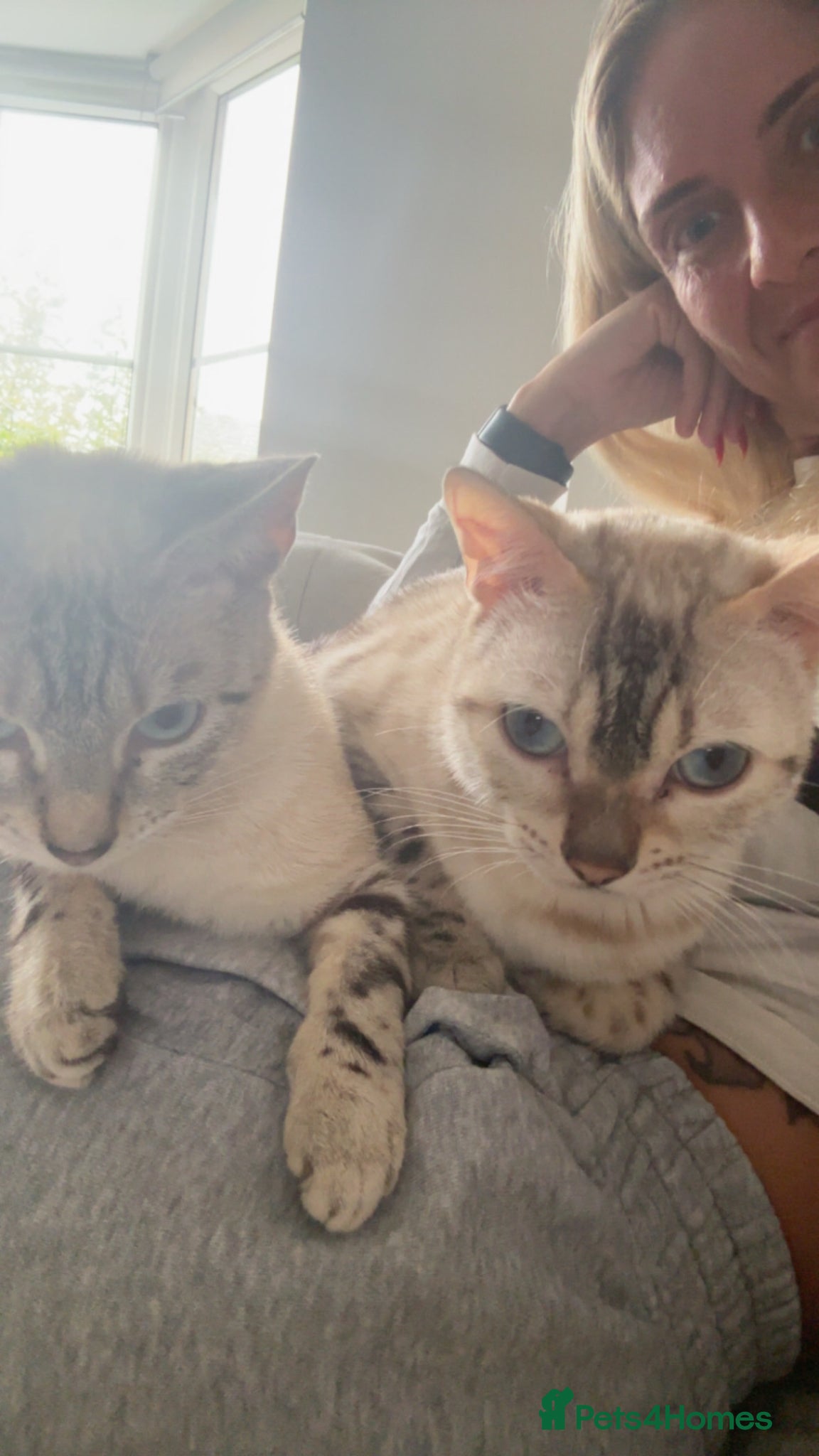 Bengal cats Mixed bengal kittens - ready 19/6/26 - Advert 7
