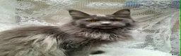 Maine Coon cats for sale: Solid blue maine coon girl - Advert 8