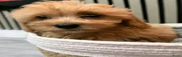 Cavapoo dogs for sale: Ruby cavapoo puppies - Advert 8