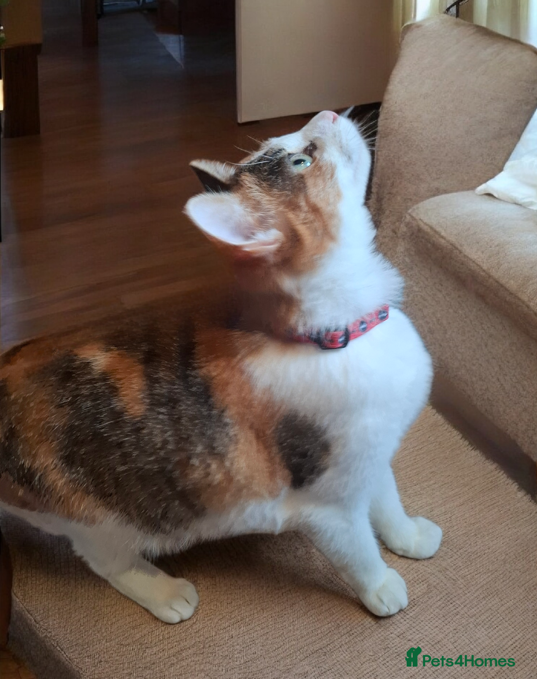 Domestic Shorthair cats for adoption: Beautiful Kitten Looking for Her Forever Home  - Advert 2