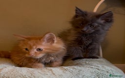 Maine Coon cats for sale: Pedigree Maine coon kittens READY NOW - Image 19