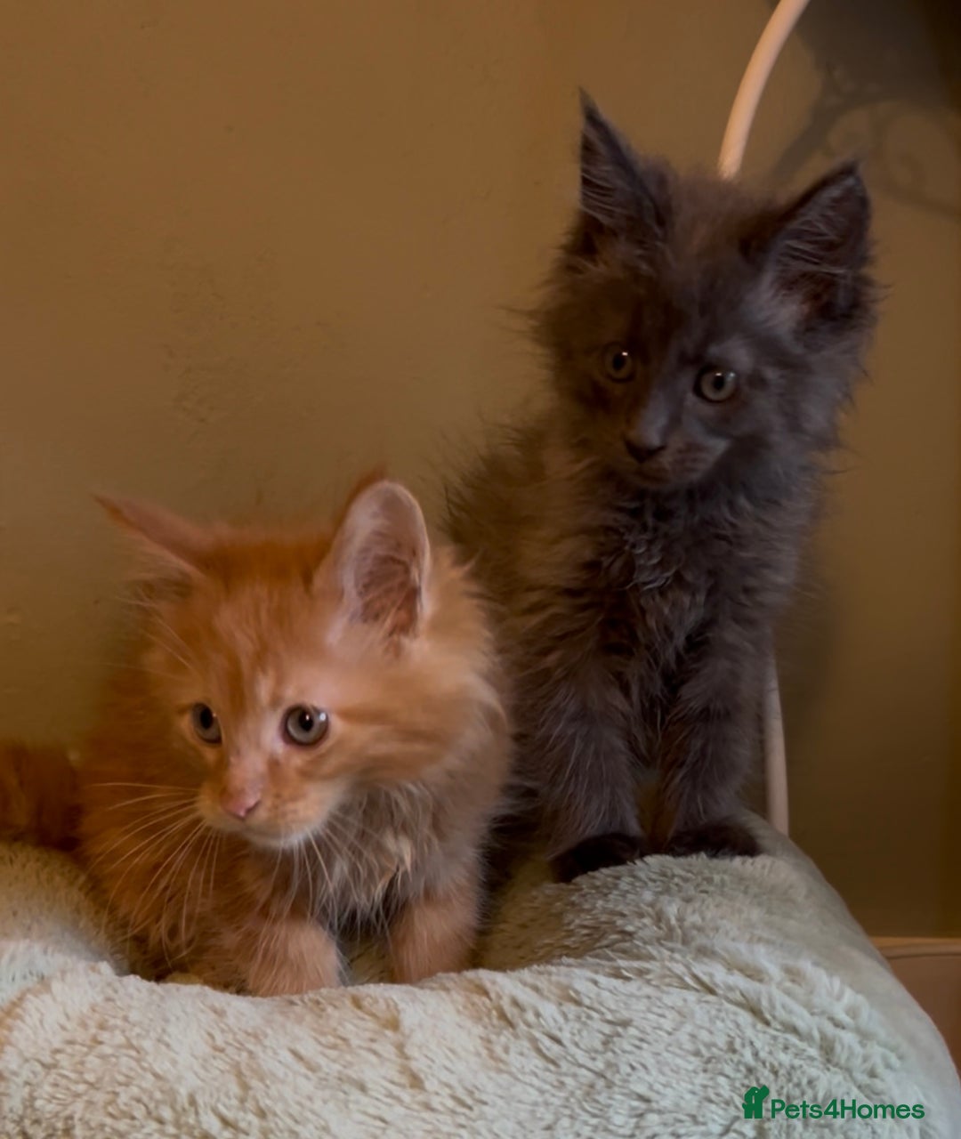 Maine Coon cats for sale: Pedigree Maine coon kittens READY NOW - Image 19