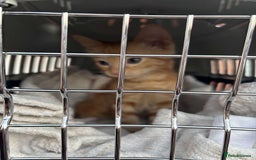 Mixed Breed cats for sale: Ginger male cat ready to go now!! - Image 3