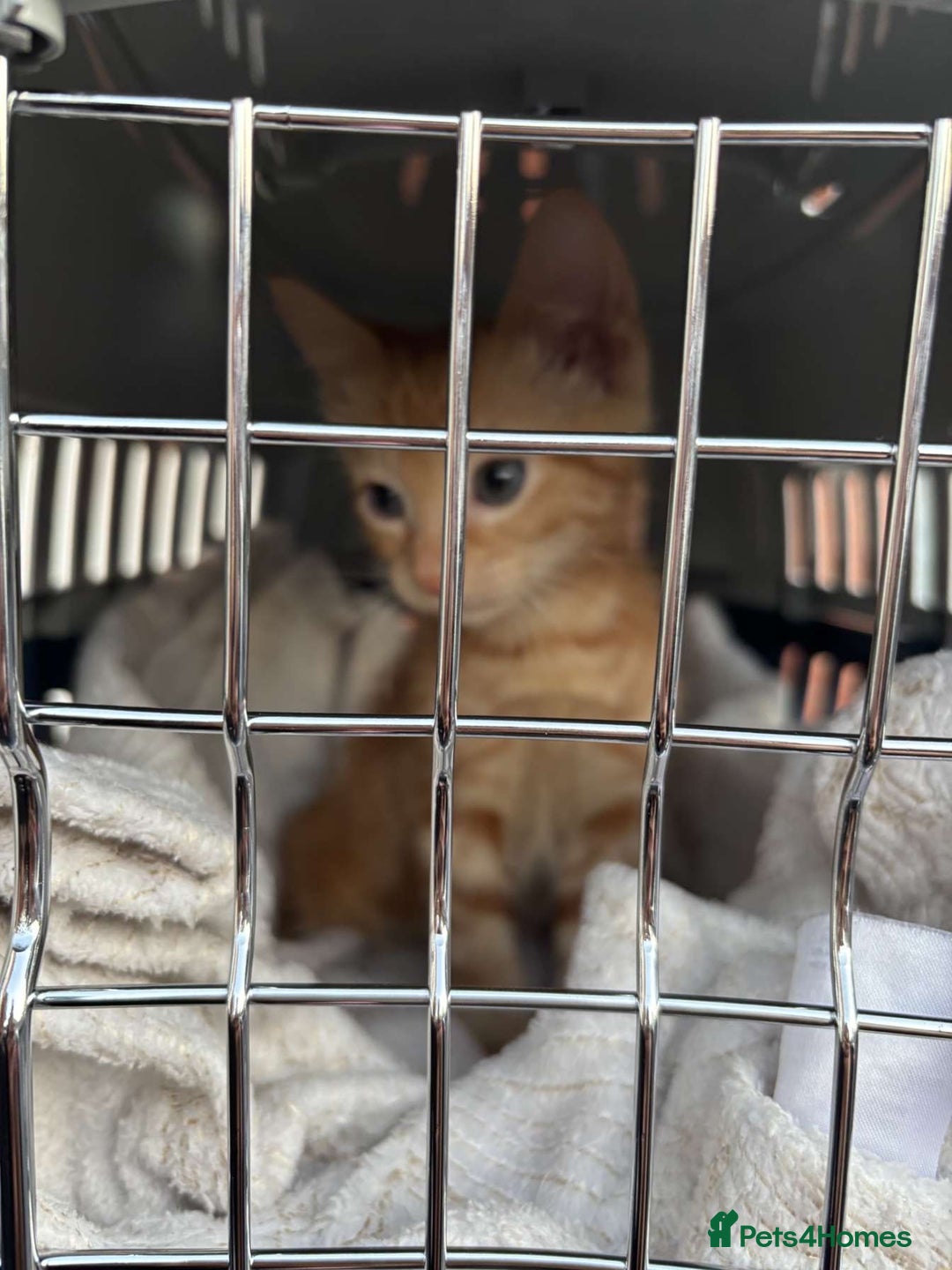 Mixed Breed cats for sale: Ginger male cat ready to go now!! - Image 3