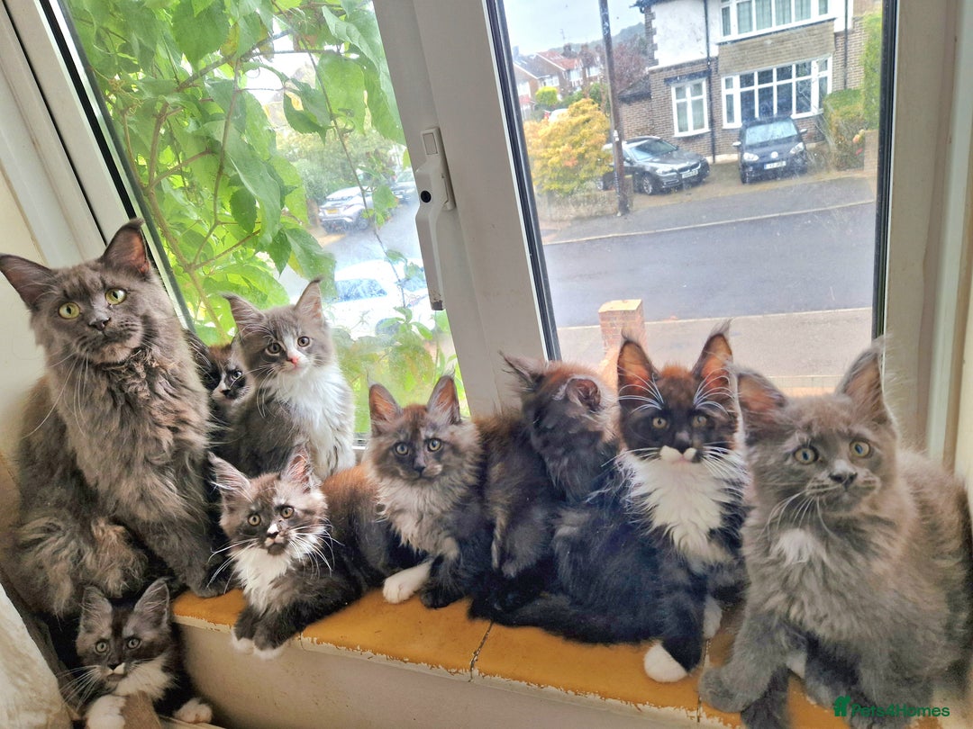 Maine Coon cats for sale: Stunning Black Smoke Registred Maine Coon Kittens - Image 40