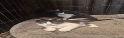 Mixed Breed cats for sale: 4x 9 wk old male kittens-2x black&white 2 x black - Advert 3