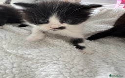 Ragdoll cats for sale: Half ragdoll kittens  - Image 9