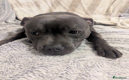 Staffordshire Bull Terrier dogs for sale: Blue staff for sale  - Image 6