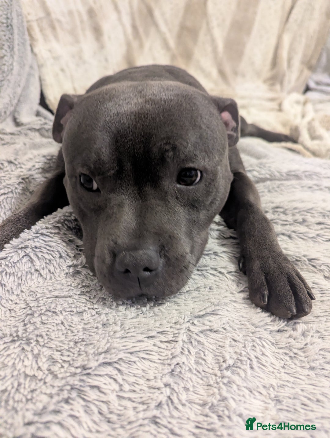 Staffordshire Bull Terrier dogs for sale: Blue staff for sale  - Image 6