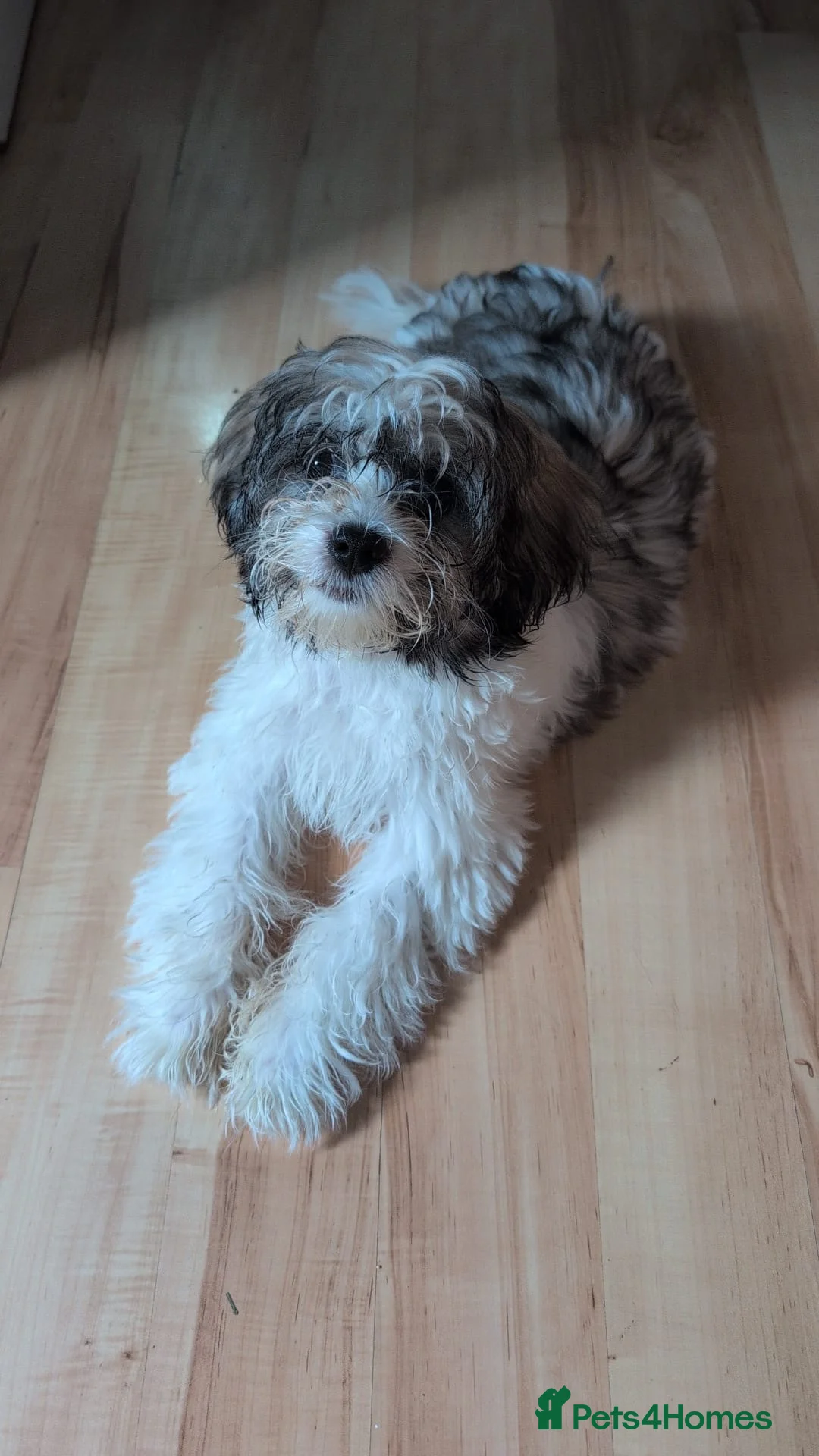 Malshi dogs for sale: Malshi puppies  in Slough - Advert 2