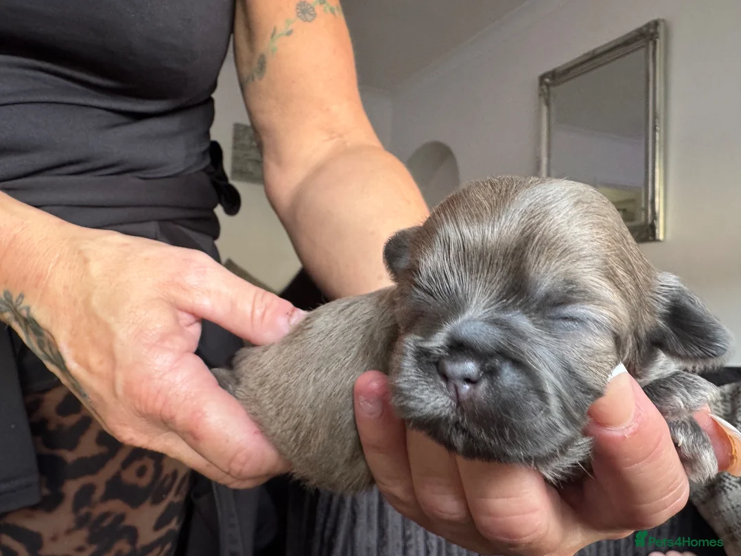 Shih Tzu dogs for sale: Shih Tzu puppies  - Advert 2