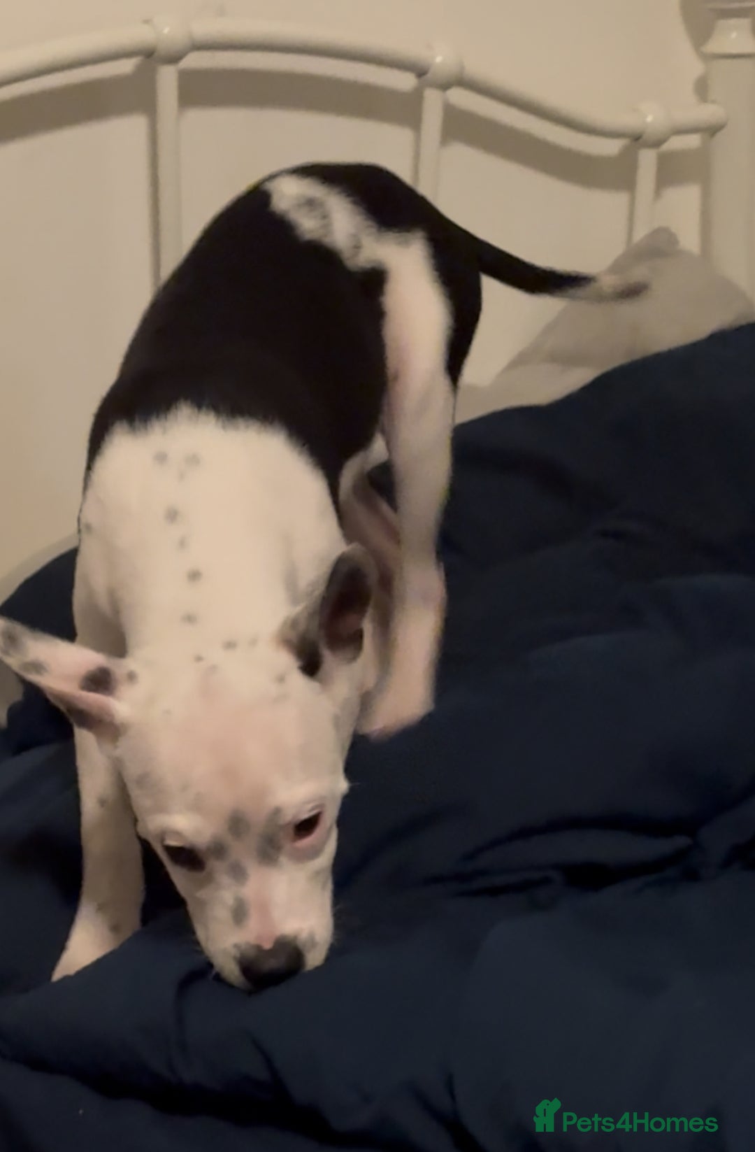 Staffordshire Bull Terrier dogs for sale: Staffordshire Bull Terrier Male Puppy - Image 3