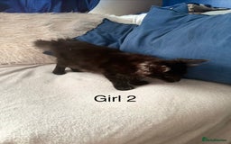 Maine Coon cats for sale: XXL  Ready Now TICA pure bread Maine Coon Kittens  - Image 12