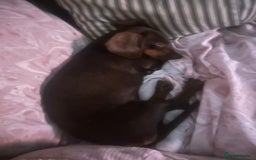 Miniature Dachshund dogs for sale: Male and female dachshund not related  - Image 7