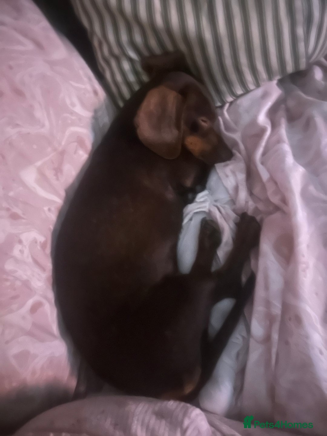 Miniature Dachshund dogs for sale: Male and female dachshund not related  - Image 7