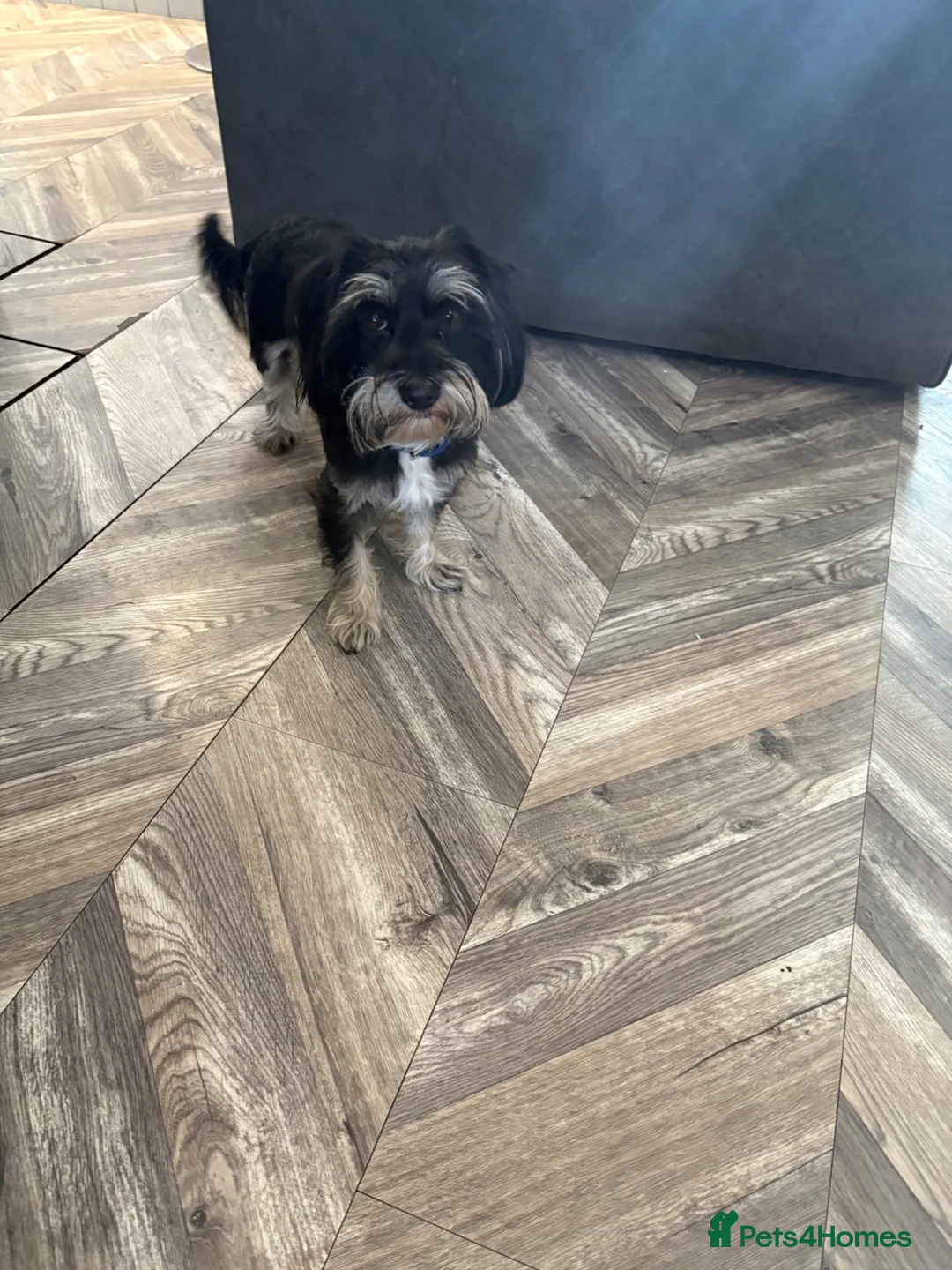 Morkie dogs for stud: Ted for stud  in Walsall - Advert 2