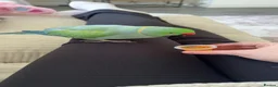 Ringnecks birds for sale: Two Beautiful Indian Ringnecks- READ DESCRIPTION  - Advert 14