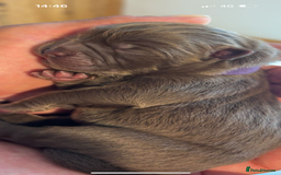 Mixed Breed dogs for sale: Chow x bulldog puppies - Image 1
