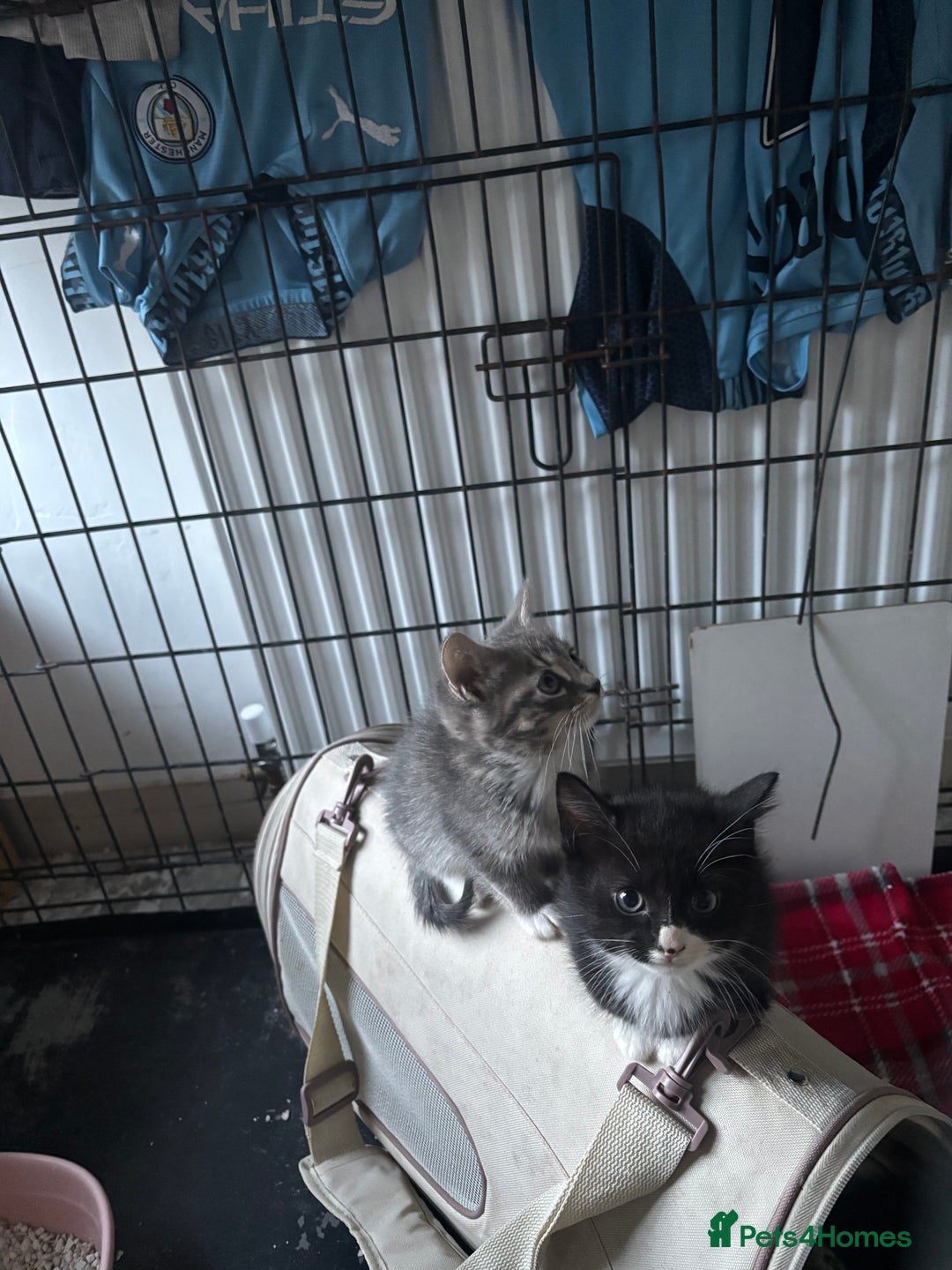 Mixed Breed cats for sale: 6 mixed breed kittens - Image 22