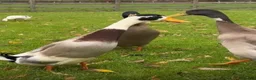 Ducks poultry for sale: Mixed coloured runner drakes - Advert 2