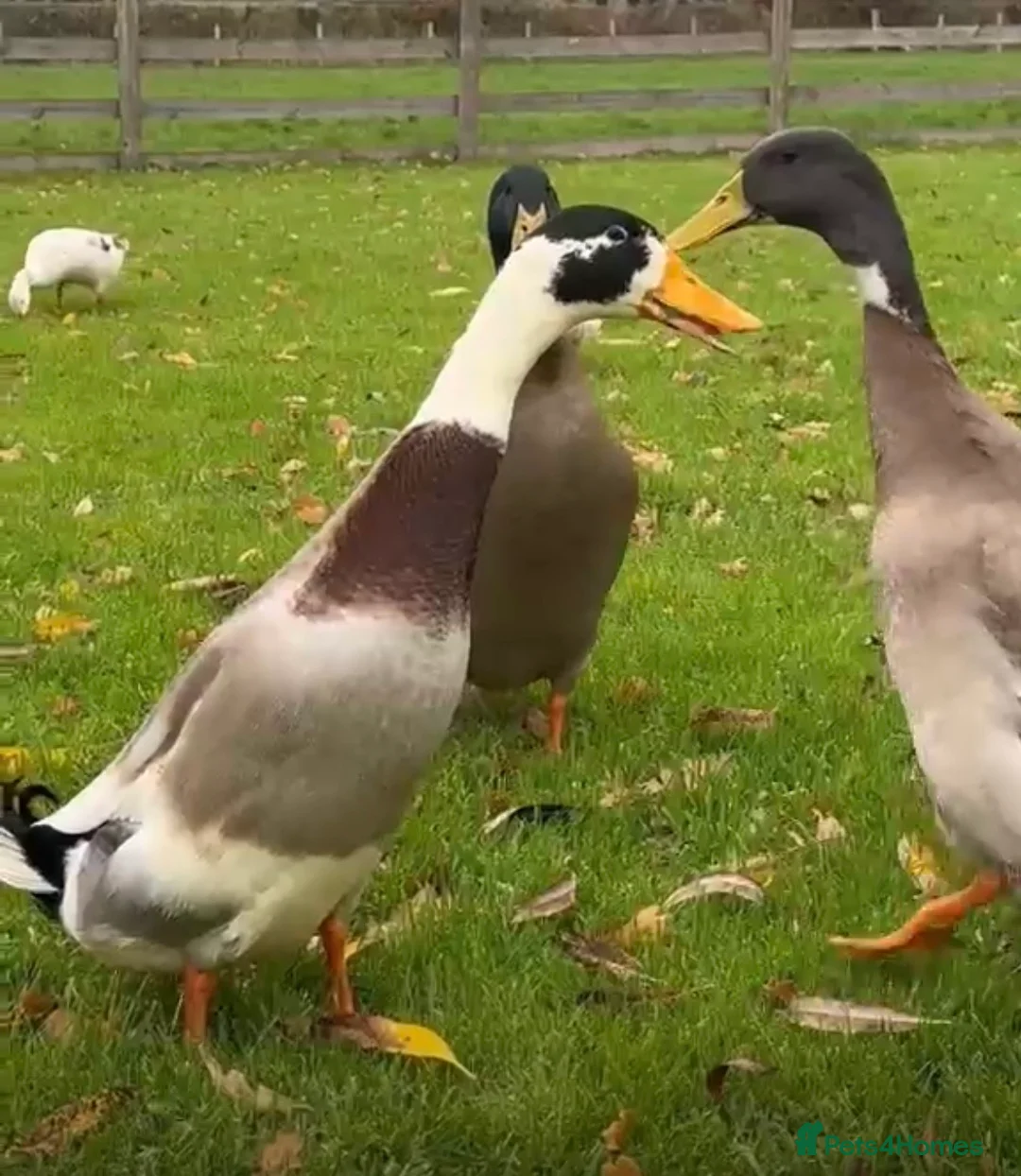 Ducks poultry for sale: Mixed coloured runner drakes - Advert 2