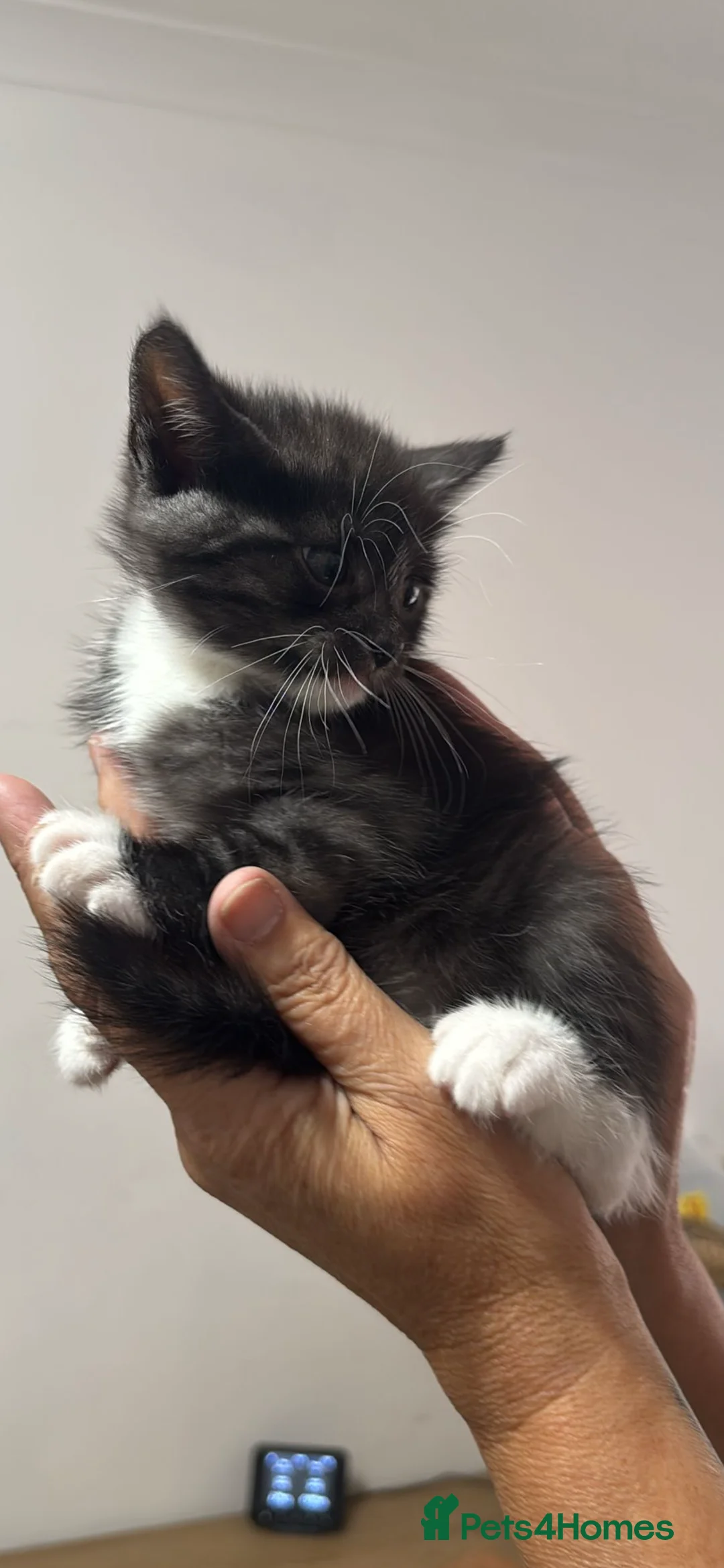 British Shorthair cats for sale: British short haired kittens ready to leave 🐱🐱 in Bristol - Advert 2