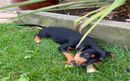 Jack Russell dogs for sale: Jack Russell terrier puppies - Image 12