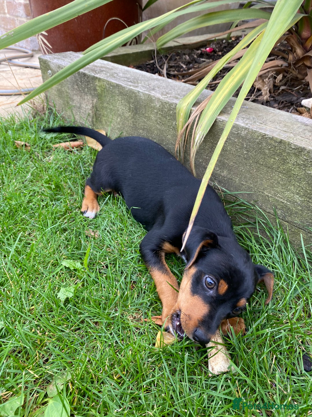 Jack Russell dogs for sale: Jack Russell terrier puppies - Image 12