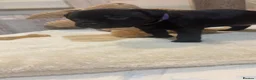 Staffordshire Bull Terrier dogs for sale: 🐾 CHUNKY STAFF PUPPIES – BLUE & BLACK 🐾  - Advert 18