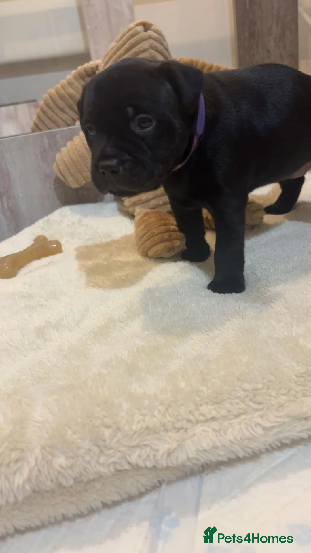Staffordshire Bull Terrier dogs for sale: 🐾 CHUNKY STAFF PUPPIES – BLUE & BLACK 🐾  - Advert 18
