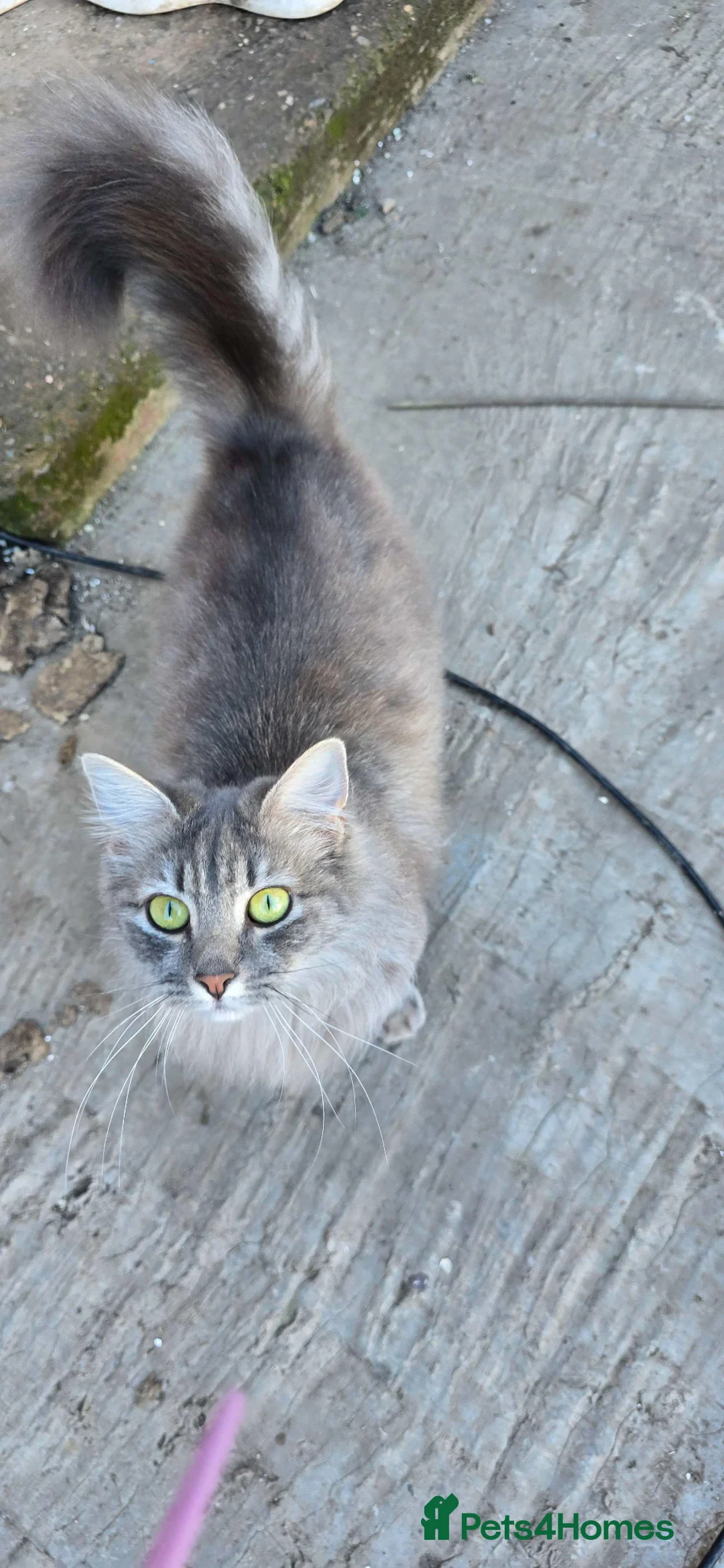 Norwegian Forest Cat cats for sale: TO BE CONTINUED ... - Advert 1