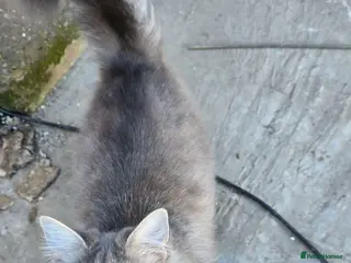 Norwegian Forest Cat cats TO BE CONTINUED ... - Advert 1