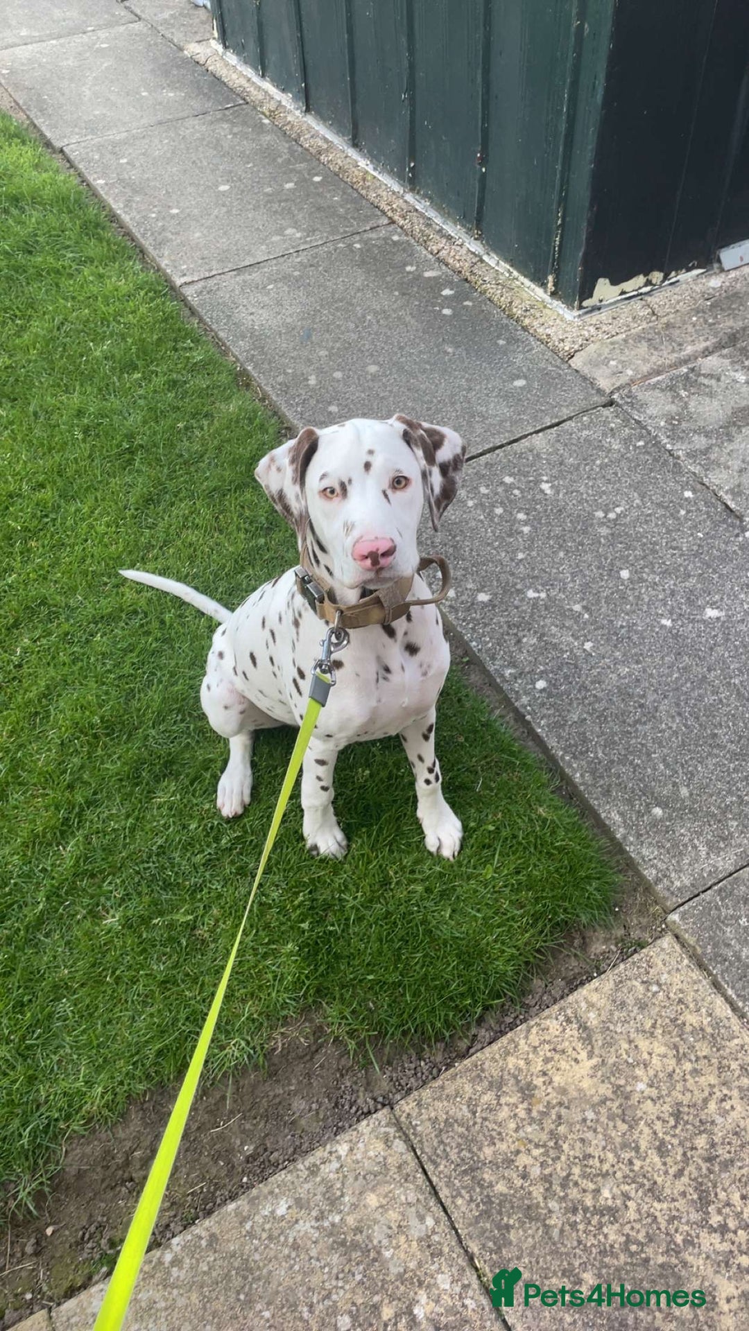 Dalmatian dogs for sale: Liver Dalmatian  - Advert 3