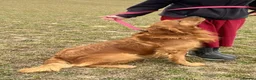 Golden Retriever dogs for sale: Golden Retriever  - Advert 10