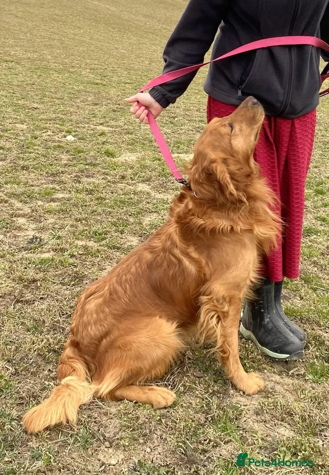 Golden Retriever dogs for sale: Golden Retriever  - Advert 10
