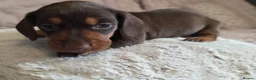 Miniature Dachshund dogs for sale: Miniature dachshund puppies x 2 - Advert 3