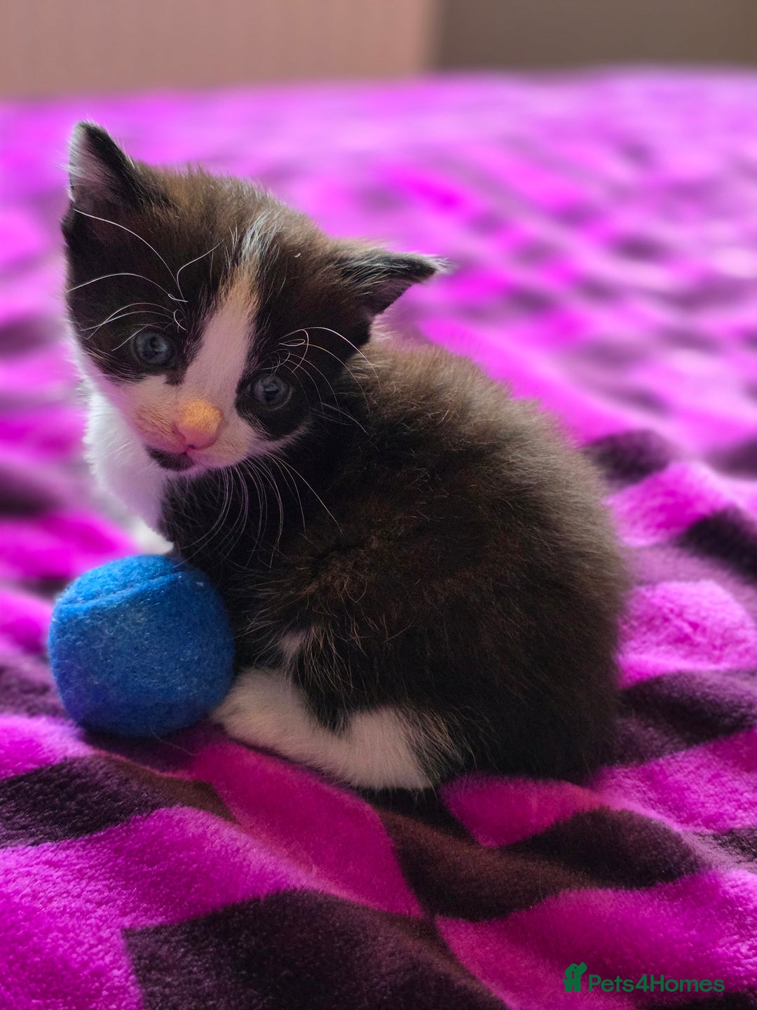 Domestic Shorthair cats for sale: 2 Black and White Males and 1 Black Female - Advert 10