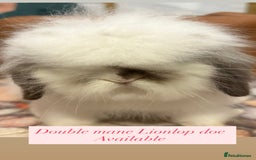 Mini Lion Lop rabbits for sale: Double mane lionlops ready now - Image 3