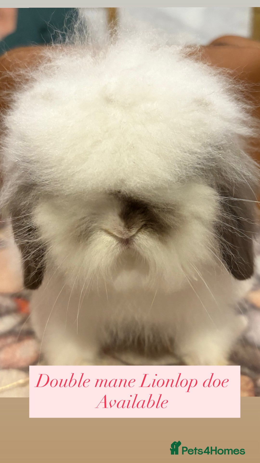 Mini Lion Lop rabbits for sale: Double mane lionlops ready now - Image 3