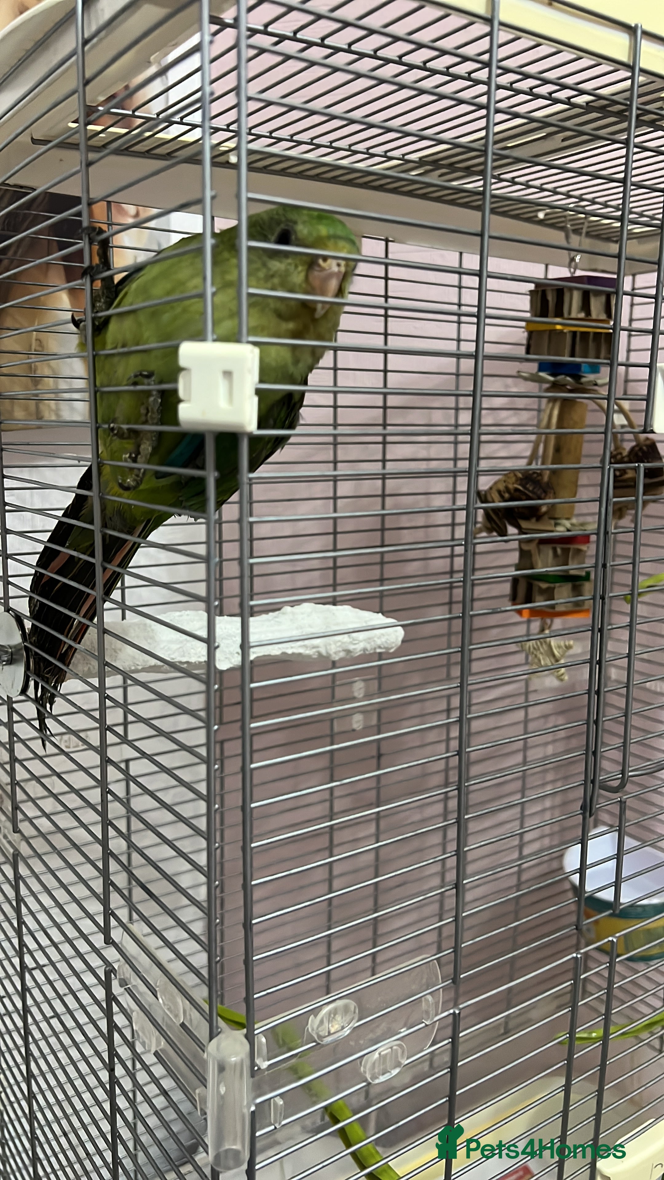 Parakeets birds Female barraband  - Advert 2