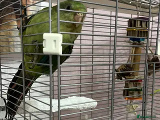 Parakeets birds Female barraband - Advert 5