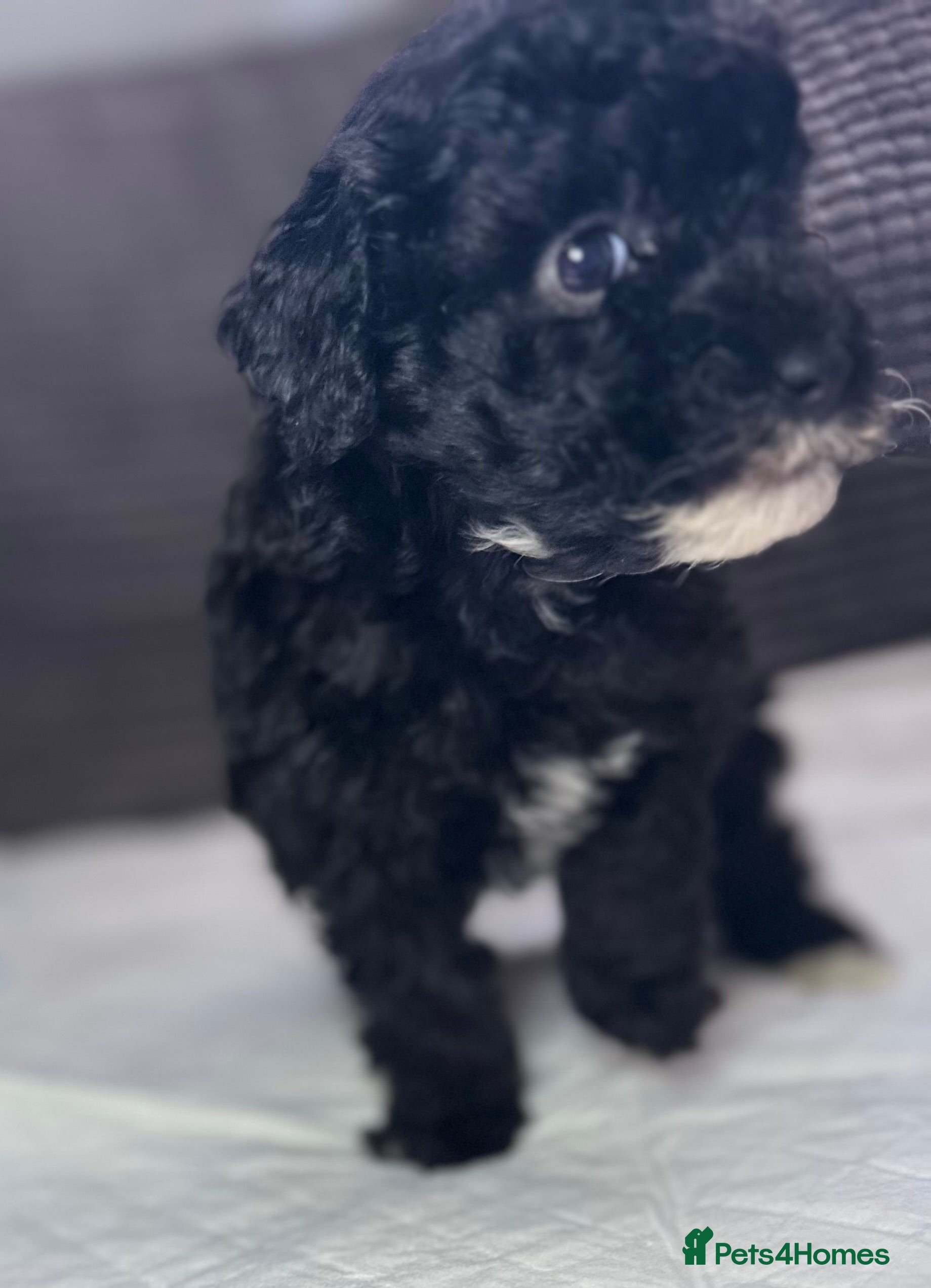 Toy Poodle dogs Toy poodle puppies READY NOW! - Advert 2