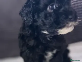 Toy Poodle dogs Toy poodle puppies READY NOW! - Advert 2