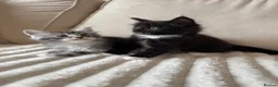 Ragcoon cats for sale: 8 gorgeous Mainecoon x ragdoll babies  - Advert 23