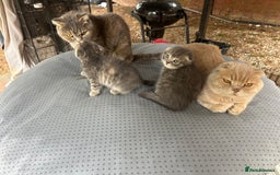 Scottish Fold cats for sale: 🐾Playful Male & Female Scottish Fold Kittens🐾 - Image 12