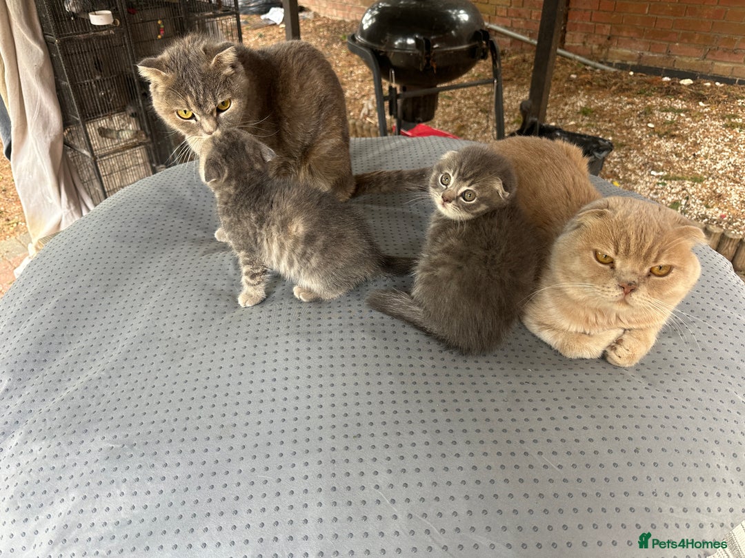 Scottish Fold cats for sale: 🐾Playful Male & Female Scottish Fold Kittens🐾 - Image 12