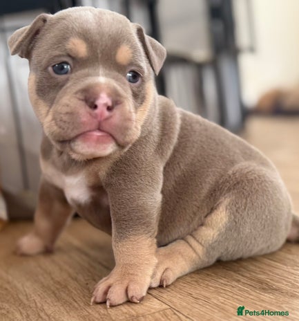 Mixed Breed dogs - Advert 5